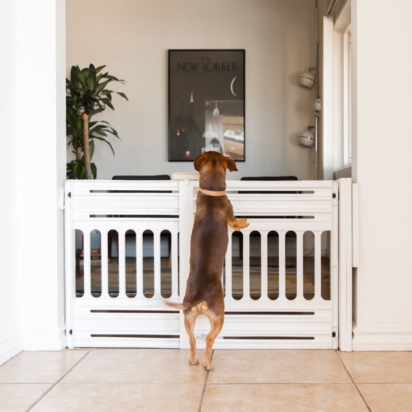 Expandable freestanding shop pet gate